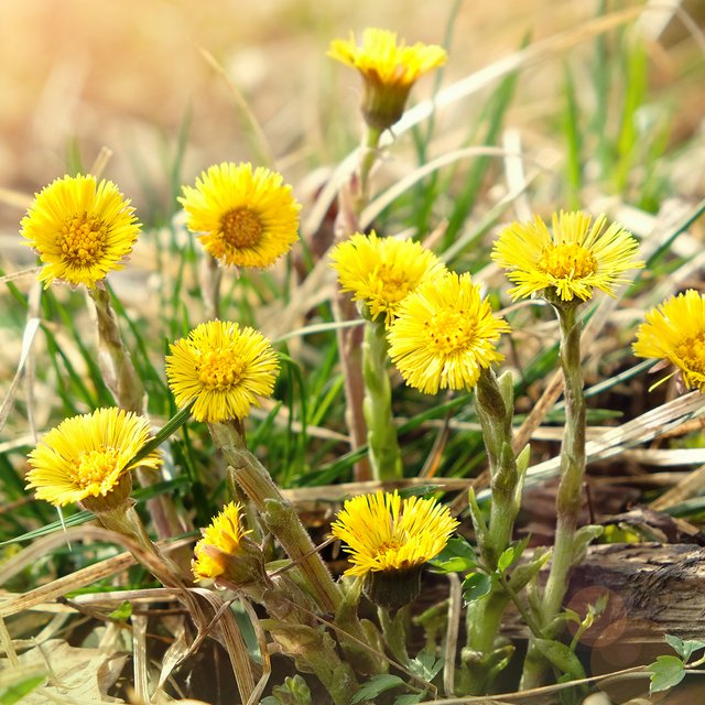 Мать-и-мачеха или одуванчик? Тест: узнайте весенний цветок по фотографии