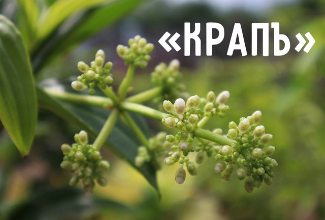 Почему красные береты называют «краповыми»