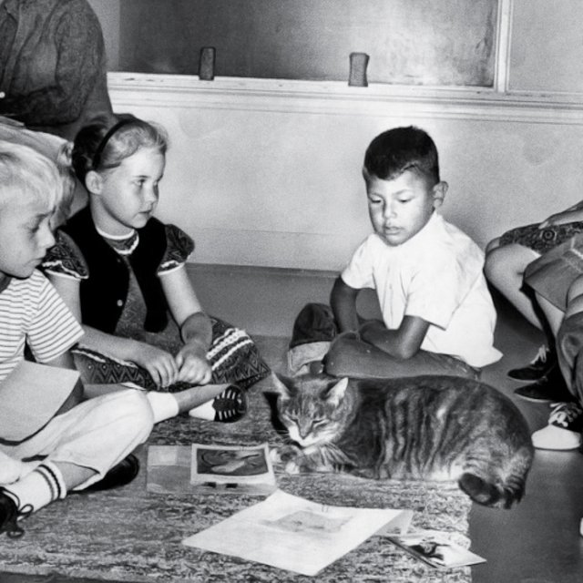 Кот, который ходил в школу 15 лет: он сидел на уроках, ел в столовой и попал на доску почёта