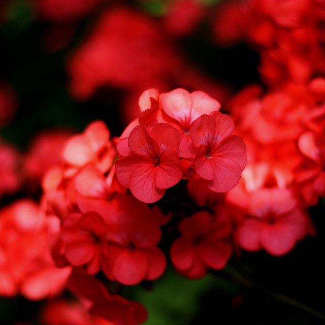 Это герань или фиалка? Тест: угадайте комнатное растение по фото