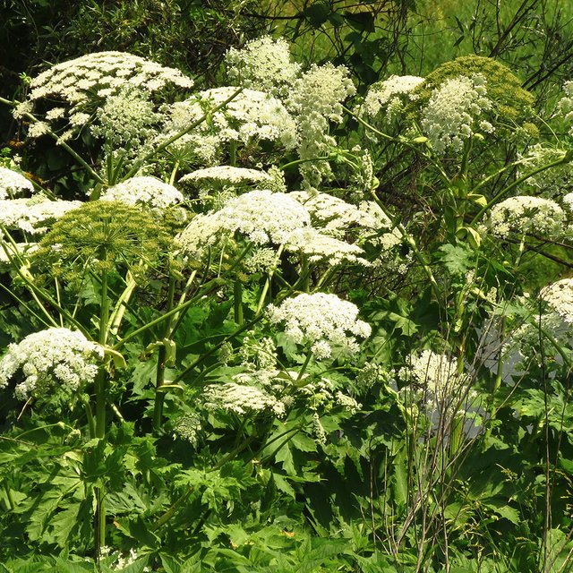 «Ожог проявляется не сразу». Почему борщевик заполонил Россию — и что делать после контакта с ним