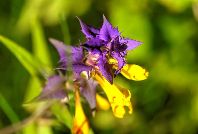 Пастушья сумка или мышиный горошек? Тест для юных ботаников и их родителей