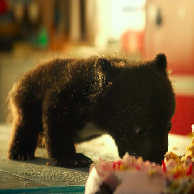 7 фильмов о животных и семьях: от забытой классики до новинок проката