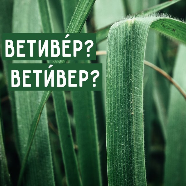 «ВетивЕр» или «ветИвер»? Где ударение в этом слове и что это вообще такое