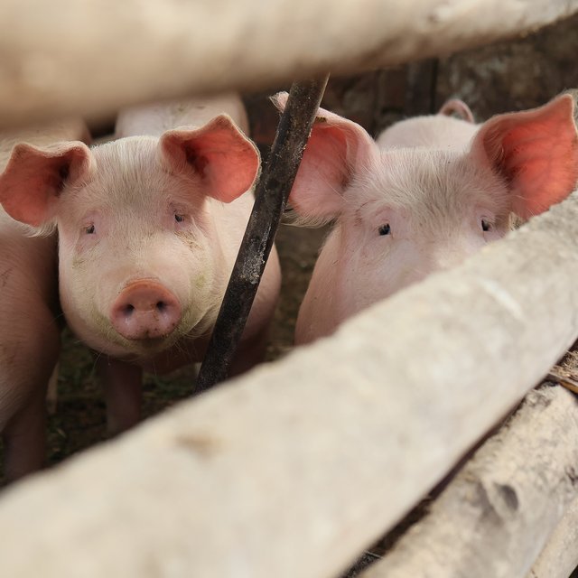 Кто такой «подсвинок»