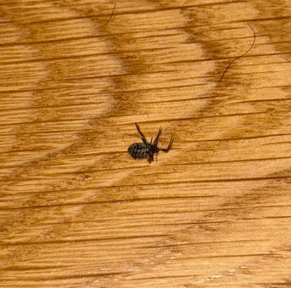 Насекомое с купленной елки.