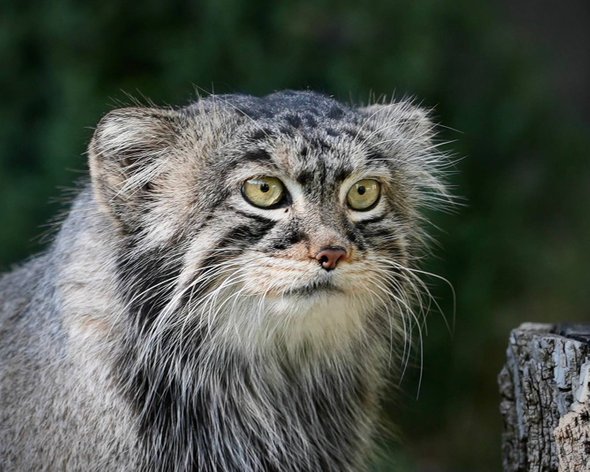 манул Тимофей