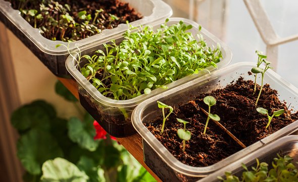 Микрозелень на подоконнике