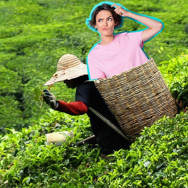 «Настоянный на травах» или «настоенный»: как писать правильно