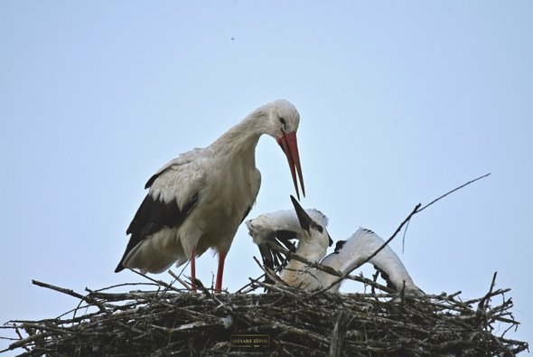 Учитель географии Михаил Деров. Что такое бердвотчинг и зачем это вам: очень весеннее хобби для всех возрастов