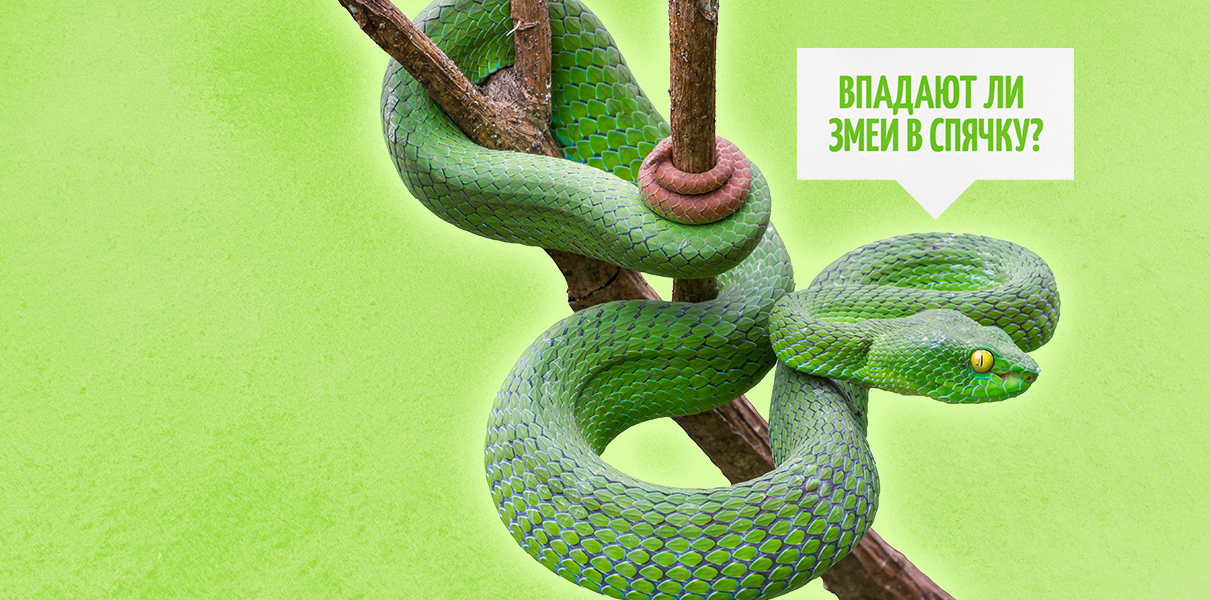 Эту змею можно. Эту змею можно