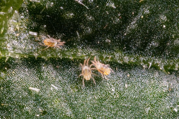 Паутинные клещи. Клещи в новогодних елках