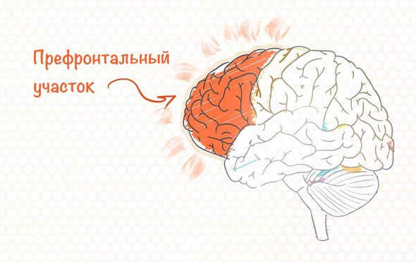 Работа мозга в сфокусированном состоянии
