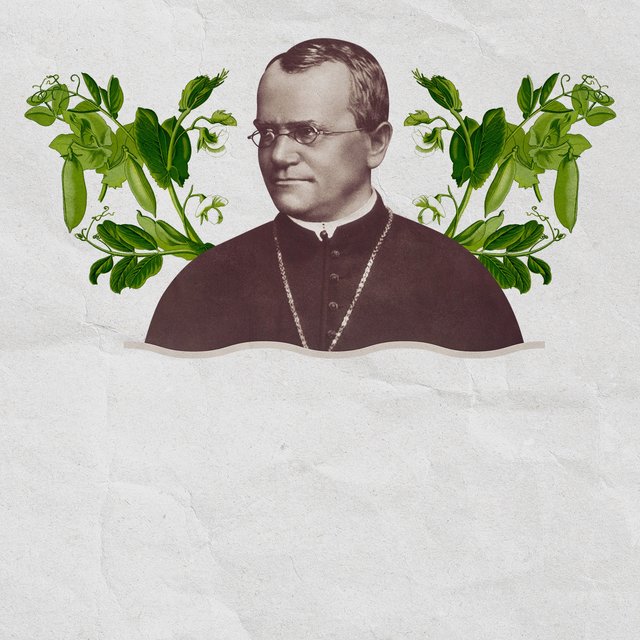 Самый знаменитый горох в мире: история Грегора Менделя, открывшего законы наследственности