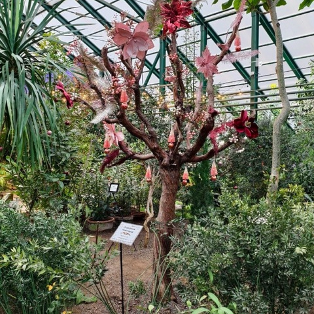 «Дедморозия новогодняя» расцвела в Ботаническом саду МГУ