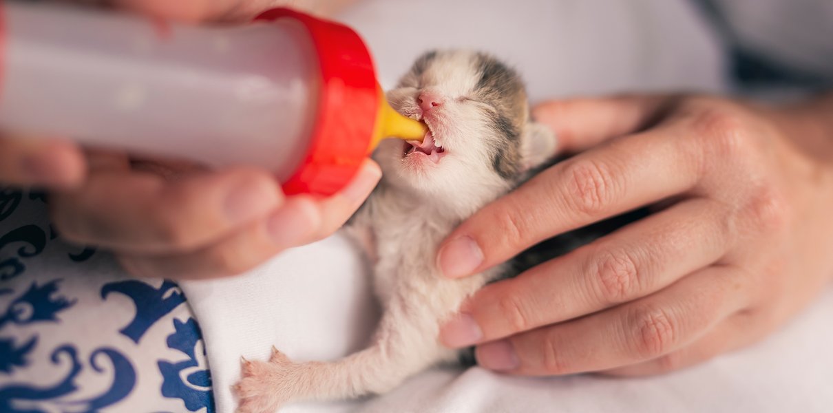 Что делать, если нам под дверь подбросили коробку с котятами?