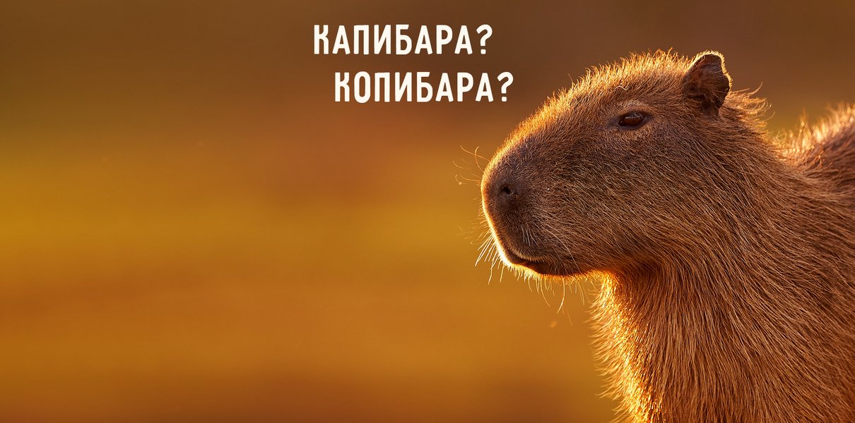 «Капибара» или «копибара»? Как гуглить мем правильно | Мел