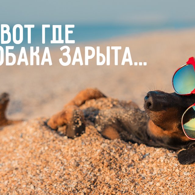 Почему «собака зарыта», зачем «морить червячка» и ещё 5 странных фразеологизмов о животных