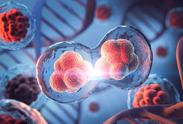 биотехнология, медицина, бактерии, яйцо, регенерация, био, эмбрион, исследование, разделение, красный, ДНК, белок, 3D-иллюстрация, биология, увеличение, организм, гены, хромосомы, митоз, гамета, фон, нерв, наука, микроскопический, бактерия, нервная, клетка, вирус, жизнь, цитоплазма, эмбриональный, сфера, молекулярный, человек, генетический, макро, болезнь, иммунный, оплодотворение, терапия, здоровье, ядро, медицина, кровь, клетки, микро, рак, репродукция, стебель;