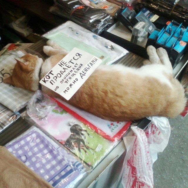 Похувики, туалетная бумага в беде и «режим арбуз». 20 вывесок с ошибками, которые вас развеселят