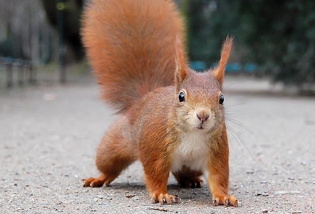 В Калифорнии на школу напала белка и начала всех кусать