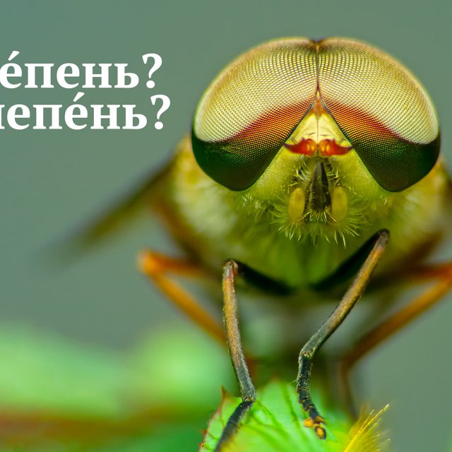 «СлЕпень» или «слепЕнь»? Как называть насекомое правильно — ответ может вас удивить