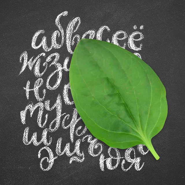 «Разговоры о порче языка — просто мем». Лингвисты и педагоги — о комиссии по русскому языку