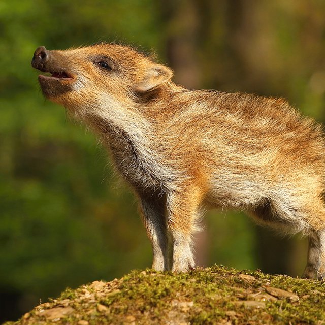 Это поросенок или кабанчик? Тест: чей детёныш на фотографии