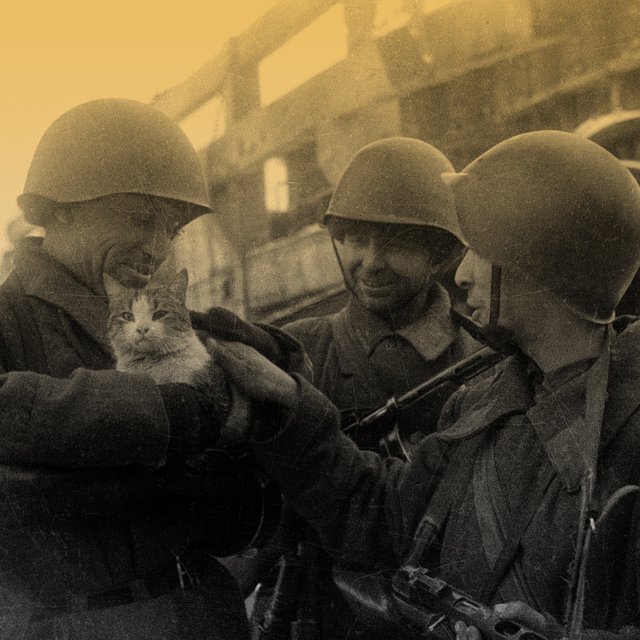 Что такое «мяукающая дивизия» и сколько жил солдат под Сталинградом? Тест о войне без прикрас