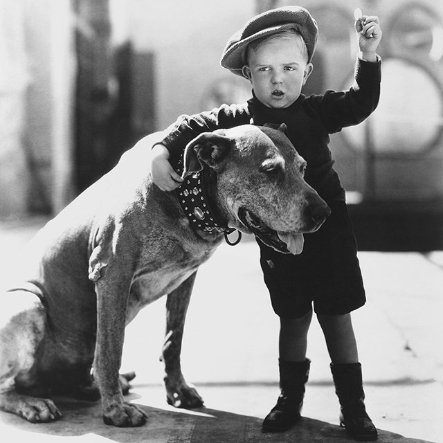 Что делать, если ребёнок очень хочет собаку, а родители против?