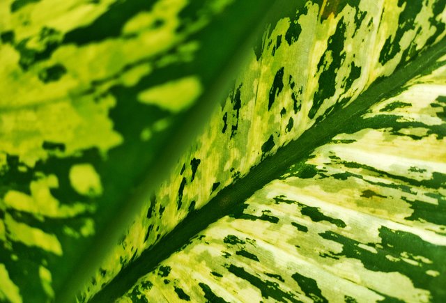 «Ваши данные в соцзащиту передадим». Мама девочки, отравившейся домашним растением, — о цене одной ошибки