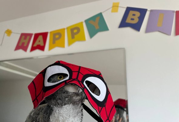 Кот из Икеа. Кот на выходные. Как в британской школе учат заботе о питомцах