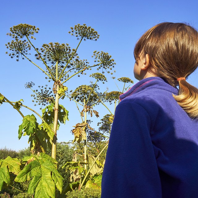 Ребёнок потрогал борщевик: что нужно сделать немедленно
