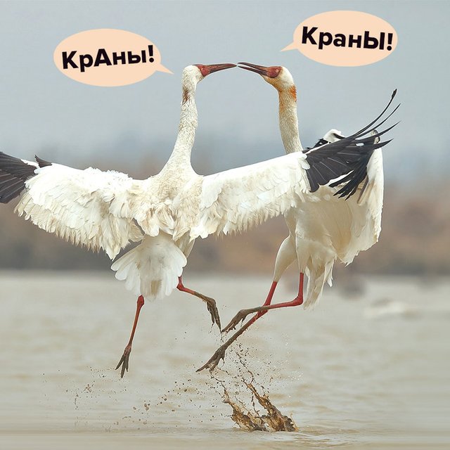 КрАны или кранЫ: как говорить правильно