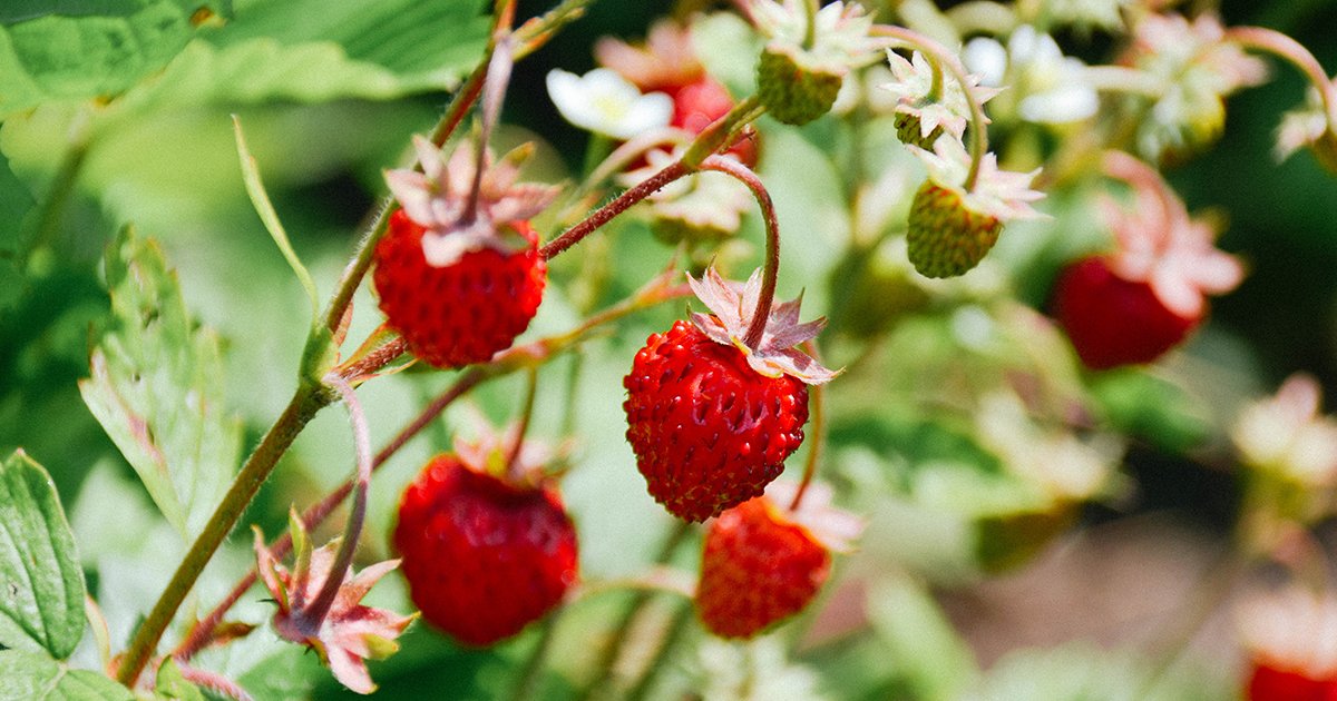 Класс клубники. Fragaria daltoniana. Fragaria ×Vescana.