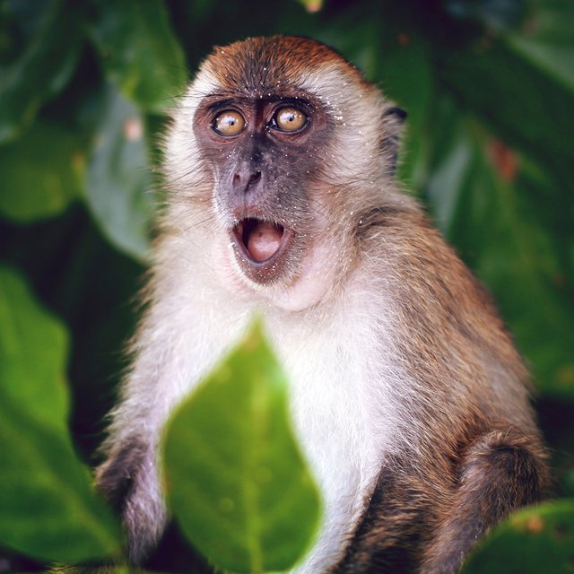 Обезьянья оспа: что это за болезнь и есть ли случаи в России