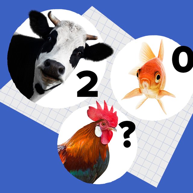 У рыбы — ноль, у коровы — два, сколько у петуха? Тест: справитесь ли вы с задачками, которые задают первоклассникам
