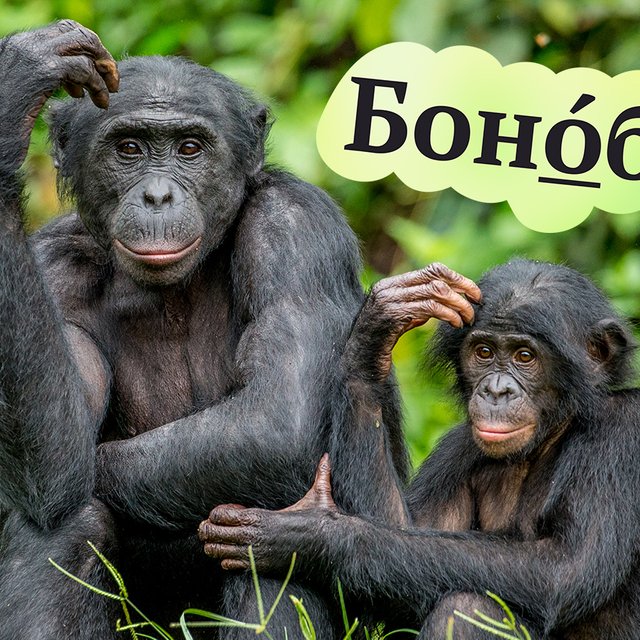 «БонОбо» или «бонобО»: как говорить правильно