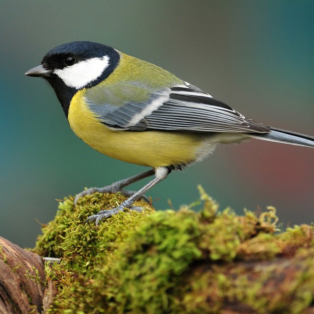 Отличите синицу от скворца? Простой тест на знание перелетных птиц