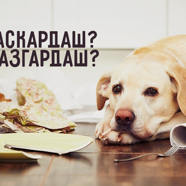 «Раскардаш» или «разгардаш» — как пишется? И что это вообще такое?