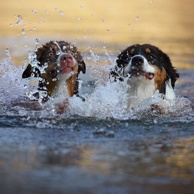 «Плещутся» или «плескаются»: как писать правильно