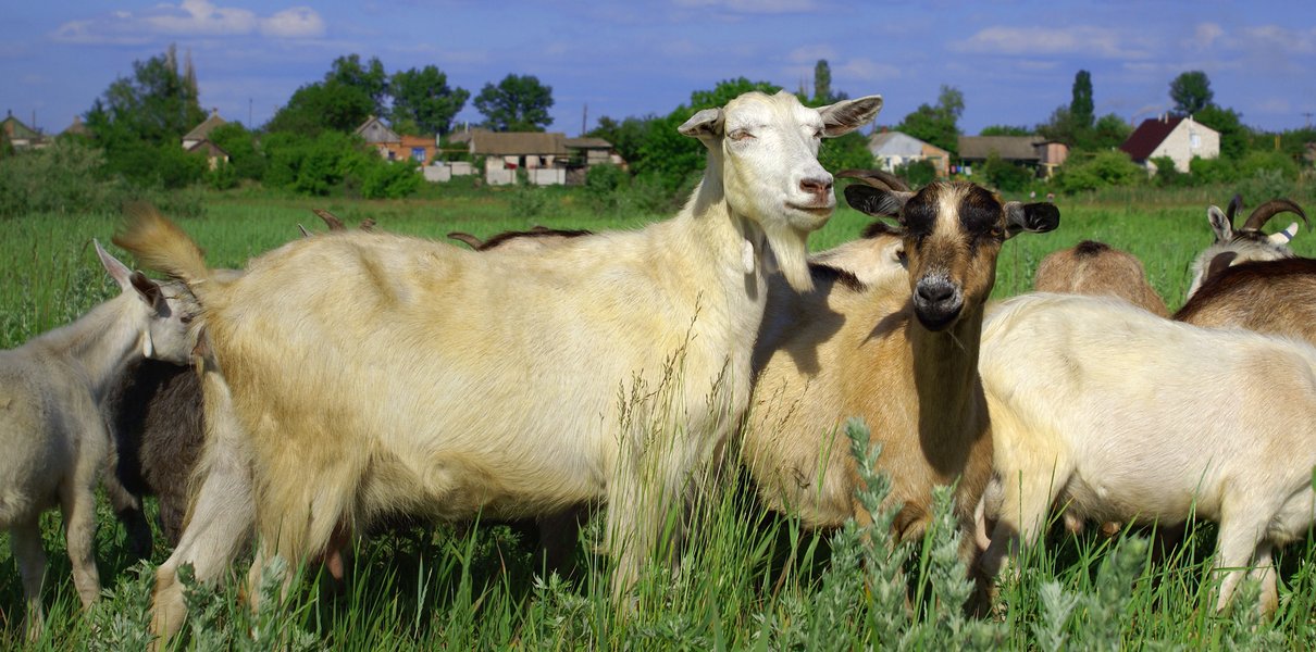 «Нас как будто нет»: как многодетная мать начала возрождать посёлок в Алтайском крае