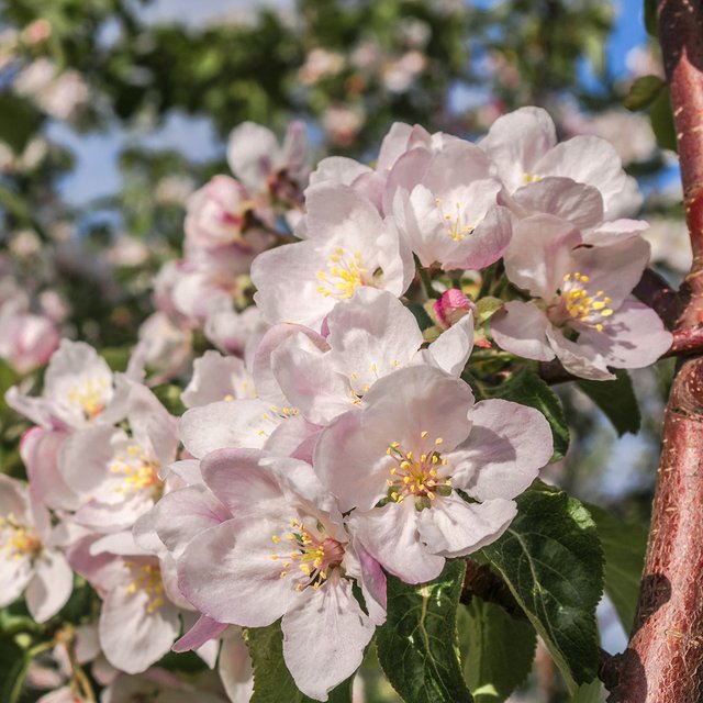 Груша или яблоня? Тест: что за дерево изображено на фотографии