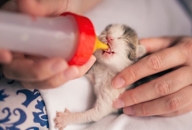 Что делать, если нам под дверь подбросили коробку с котятами?