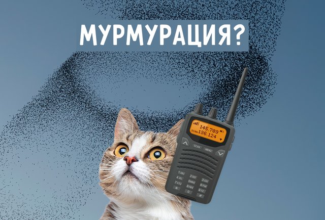 Что такое «мурмурация»? Это явление часто можно увидеть летом, но котики тут ни при чем