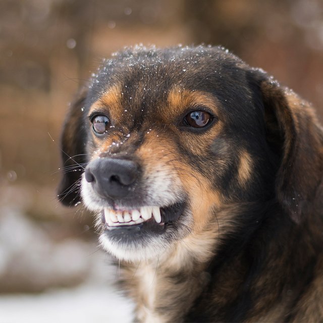 Усыпление и отстрел не работают. Как решать проблему бездомных собак