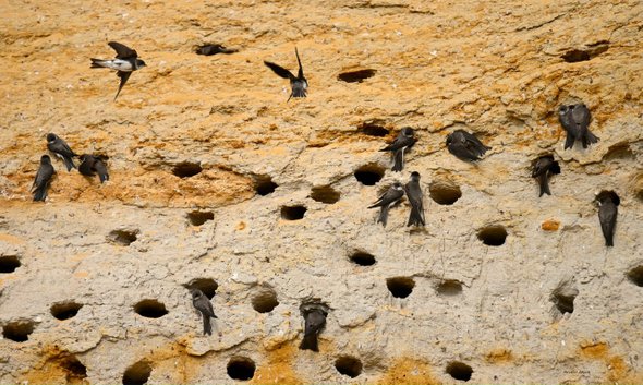 Учитель географии Михаил Деров. Что такое бердвотчинг и зачем это вам: очень весеннее хобби для всех возрастов