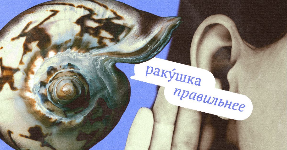 «Раку́шка» или «ра́кушка»? Как говорить правильно