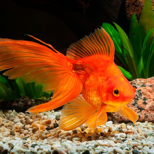 Золотая рыбка или акула? Тест: какая вы рыба