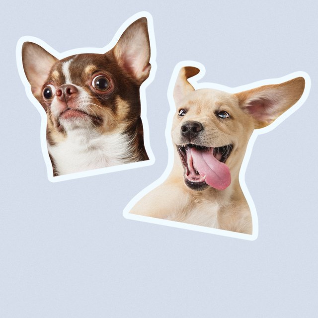 Лабрадор, чихуахуа, бигль? Тест: на собаку какой породы вы похожи